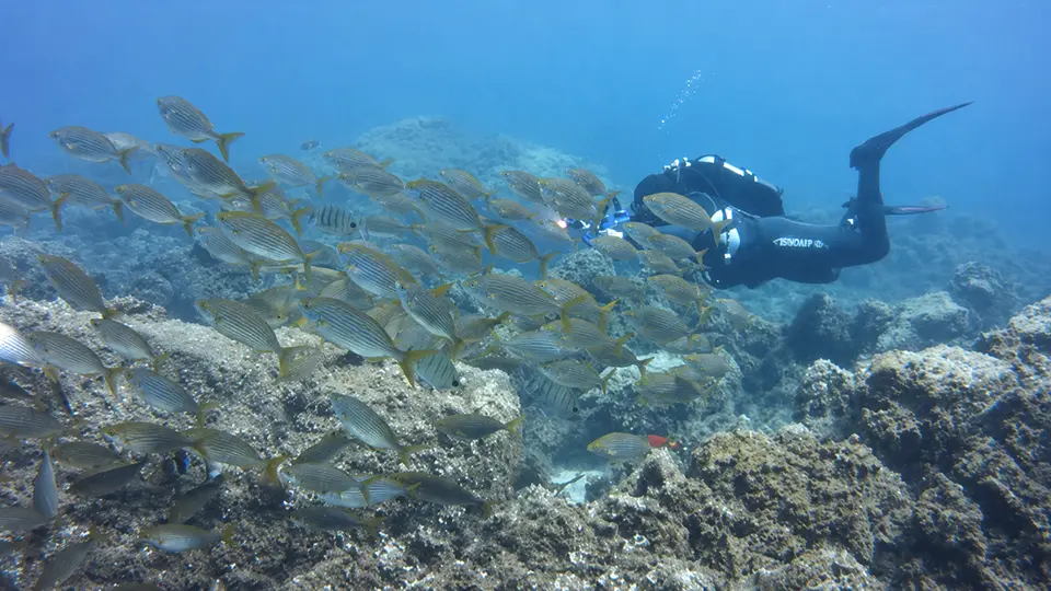 Abades dive site Tenerife Abades dive site Tenerife