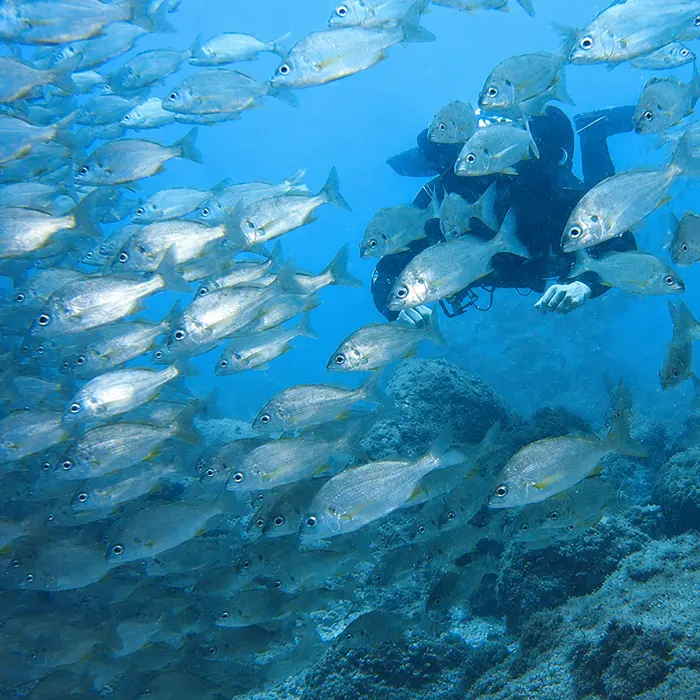 Alcala dive site Tenerife Alcala dive site Tenerife