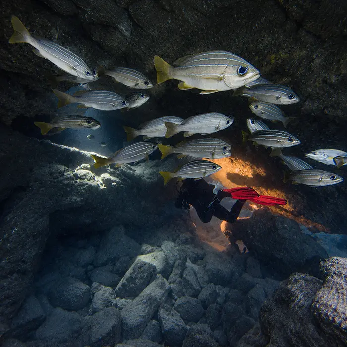 Punto de buceo Cueva del Zorro Tenerife Punto de buceo Cueva del Zorro Tenerife
