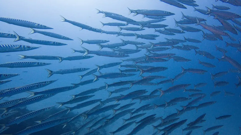 El Bajonito dive site Tenerife El Bajonito dive site Tenerife