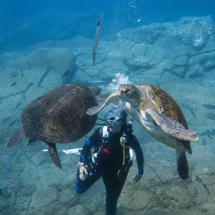 El Bufadero dive site Tenerife El Bufadero dive site Tenerife
