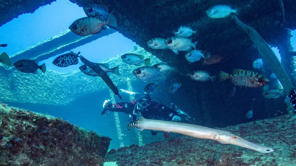 El Condesito wreck Tenerife