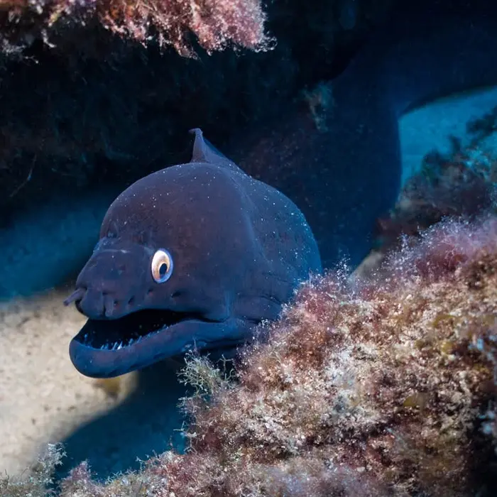 Punto de buceo La Herradura en Tenerife Punto de buceo La Herradura en Tenerife