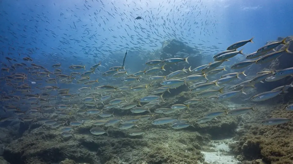 Punto de buceo La Herradura en Tenerife Punto de buceo La Herradura en Tenerife