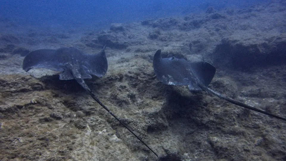Punto de buceo Los Chuchos en Tenerife Punto de buceo Los Chuchos en Tenerife