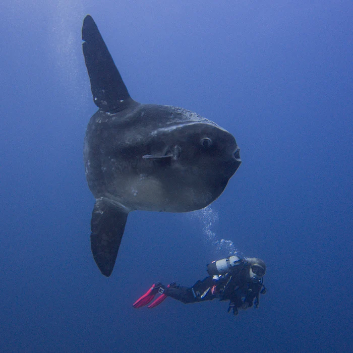 Punta Rasca dive site Tenerife Punta Rasca dive site Tenerife