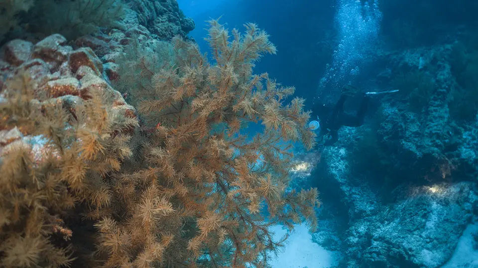 Punta Rasca dive site Tenerife Punta Rasca dive site Tenerife