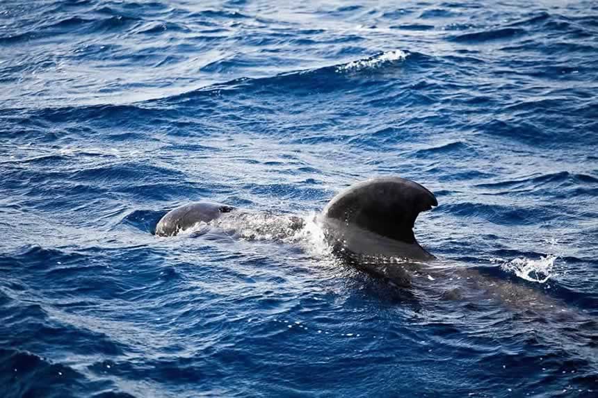 Pilot whales Tenerife Atlantic ocean