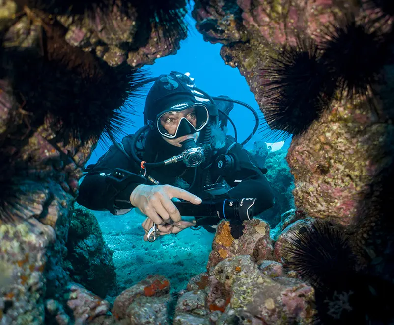diving in tenerife diving in tenerife
