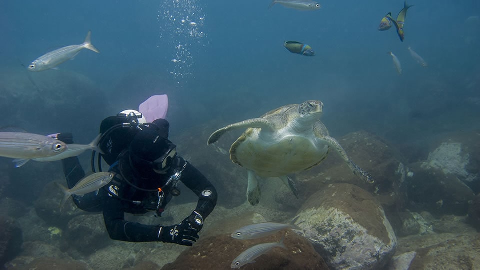 schildpad duiken tenerife