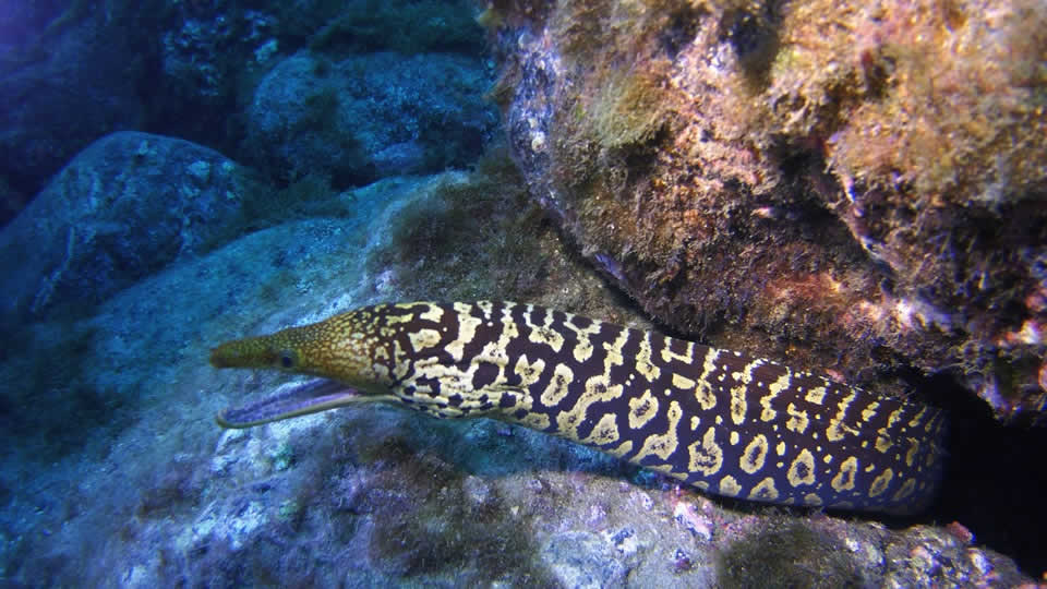 moray eel diving tenerife