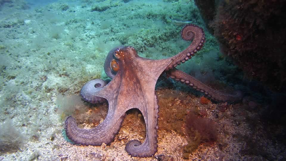 octopus diving tenerife