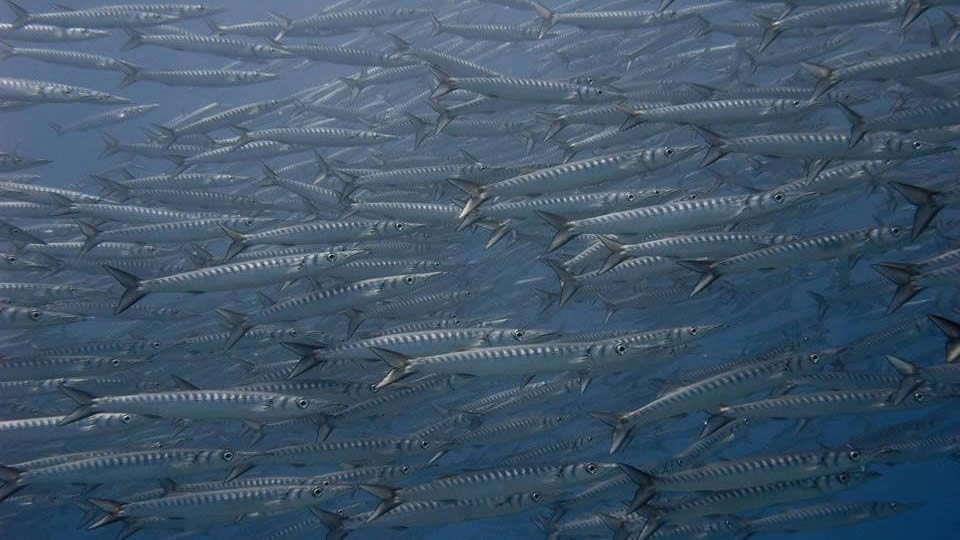 barracuda diving tenerife