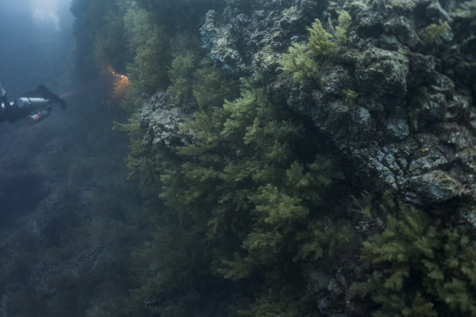diving tenerife black coral