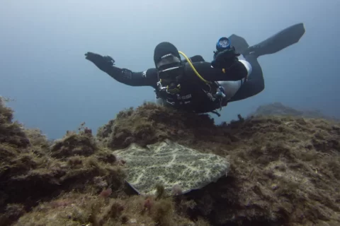 diving with angel shark