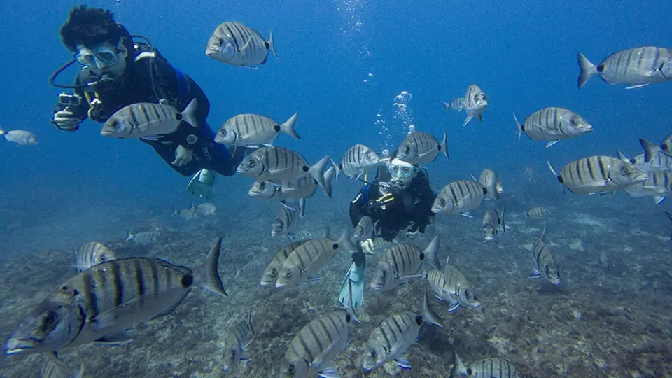 padi dive courses padi dive courses