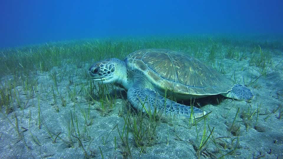 padi underwater naturalist