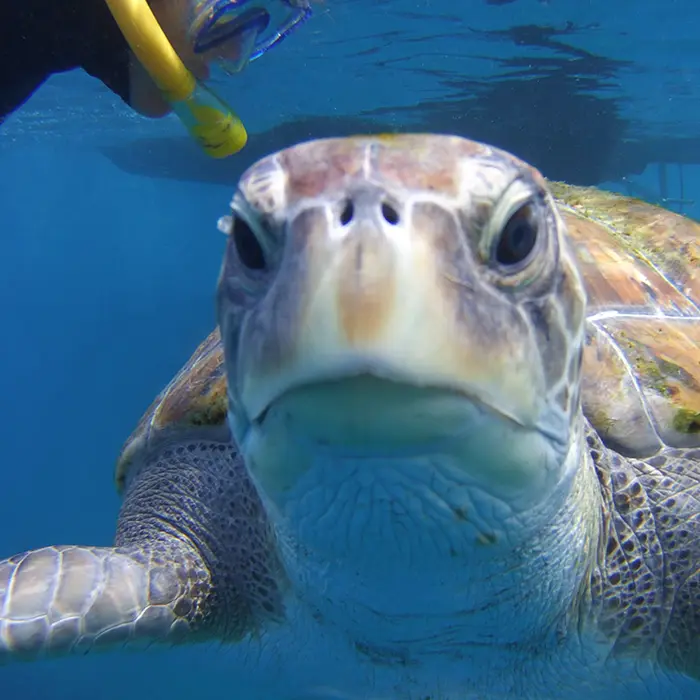 snorkeling tenerife snorkeling tenerife