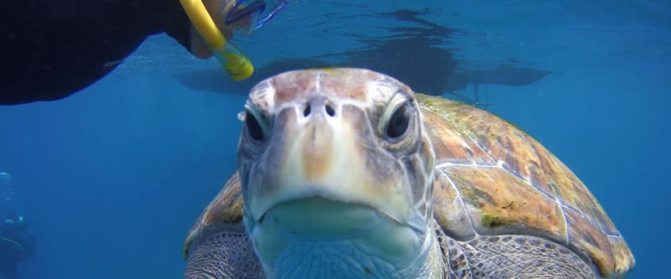 snorkeling with turtles Tenerife